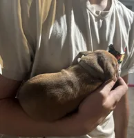 grey boy, a male Rhodesian Ridgeback for sale in Monument, CO – 2 of 7