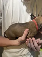 red boy, a male Rhodesian Ridgeback for sale in Monument, CO – 3 of 9