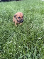 green boy, a male Rhodesian Ridgeback for sale in Monument, CO – 5 of 8