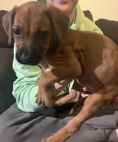 green boy, a male Rhodesian Ridgeback for sale in Monument, CO – 8 of 8