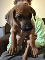 grey boy, a male Rhodesian Ridgeback for sale in Monument, CO – 6 of 7