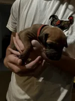 red boy, a male Rhodesian Ridgeback for sale in Monument, CO – 2 of 9