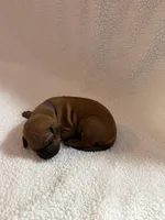 purple girl, a female Rhodesian Ridgeback for sale in Monument, CO – 1 of 1