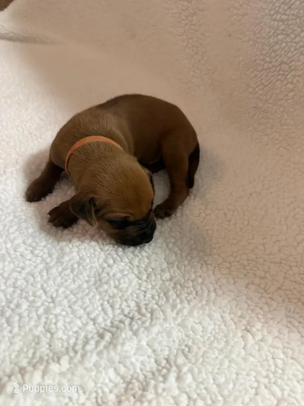 orange boy  – Rhodesian Ridgeback puppy for sale in Monument, CO