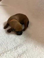 orange boy , a male Rhodesian Ridgeback for sale in Monument, CO – 1 of 1