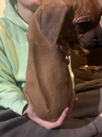 brown boy, a male Rhodesian Ridgeback for sale in Monument, CO – 2 of 5