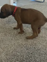 red boy, a male Rhodesian Ridgeback for sale in Monument, CO – 6 of 9