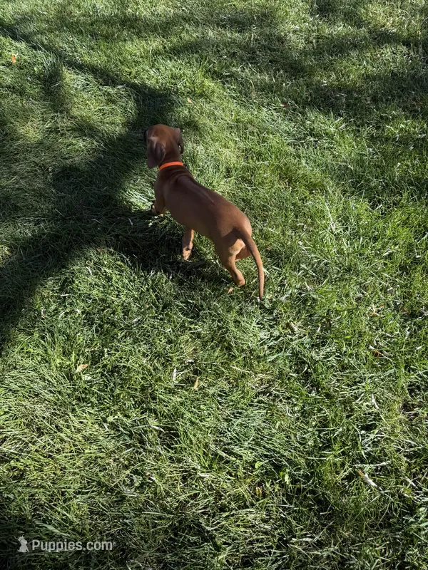 orange boy  – Rhodesian Ridgeback puppy for sale in Monument, CO