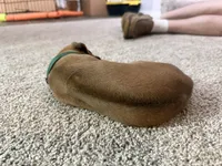 green boy, a male Rhodesian Ridgeback for sale in Monument, CO – 3 of 8