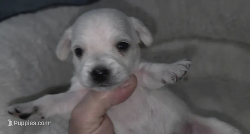 Mini White Baby Snoopy – Chiweenie puppy for sale in Glendive, MT
