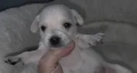 Mini White Baby Snoopy, a male Chiweenie for sale in Glendive, MT – 1 of 3