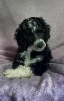 Mysti ~ Cryptic Merle 🩷, a female Poodle - Miniature  for sale in Janesville, WI – 2 of 4