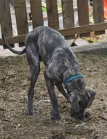 Gorgeous Rare Blue Brindle ~ Ash, a male Great Dane for sale in Janesville, WI – 2 of 4
