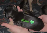 Bear, a male Chihuahua and Miniature Pinscher for sale in Glendive, MT – Photo 2 of 2