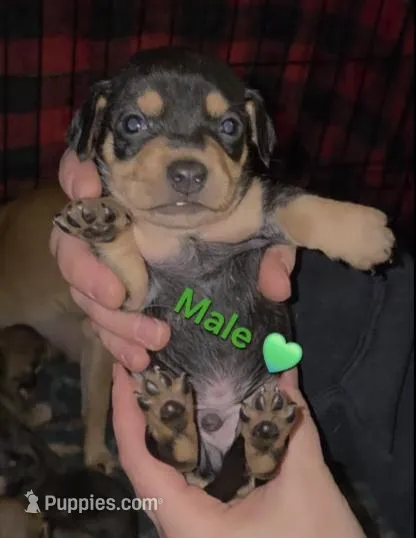 Bear – Chihuahua, Miniature Pinscher puppy for sale in Glendive, MT