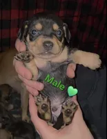 Bear, a male Chihuahua and Miniature Pinscher for sale in Glendive, MT – Photo 1 of 2