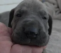 Rare Blue Tan Point, a female Great Dane for sale in Janesville, WI – 3 of 3
