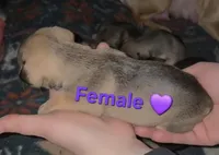 Daisy, a female Chihuahua and Miniature Pinscher for sale in Glendive, MT – Photo 2 of 2