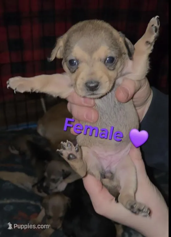 Daisy – Chihuahua, Miniature Pinscher puppy for sale in Glendive, MT