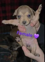 Daisy, a female Chihuahua and Miniature Pinscher for sale in Glendive, MT – Photo 1 of 2