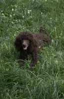 Dark Chocolate Willow, a female Poodle - Miniature  for sale in Janesville, WI – 3 of 6