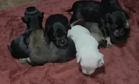 Mini White Baby Snoopy, a male Chiweenie for sale in Glendive, MT – 3 of 3