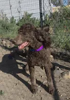 AKC Promise, a female Poodle - Standard  for sale in Janesville, WI – 4 of 8