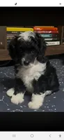Flower, a female Poodle - Miniature  for sale in Janesville, WI – 1 of 1