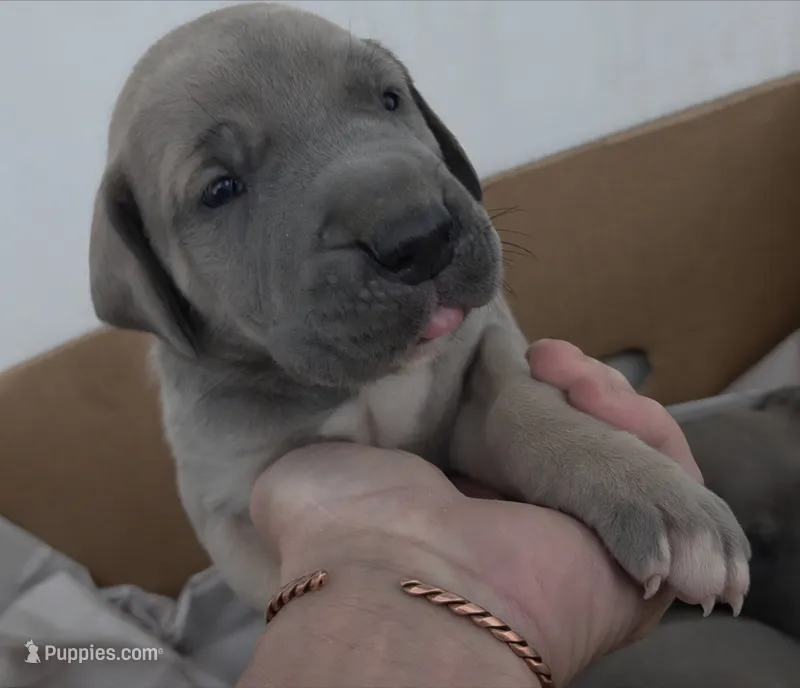Blue Fawn Male – Great Dane puppy on hold in Janesville, WI