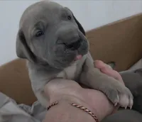 Blue Fawn Male, a male Great Dane for sale in Janesville, WI – 1 of 3
