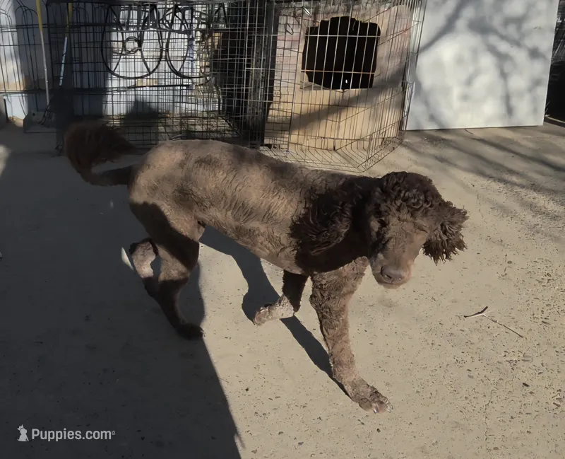 AKC Promise – Poodle - Standard  puppy for sale in Janesville, WI