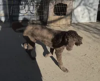 AKC Promise, a female Poodle - Standard  for sale in Janesville, WI – 1 of 8