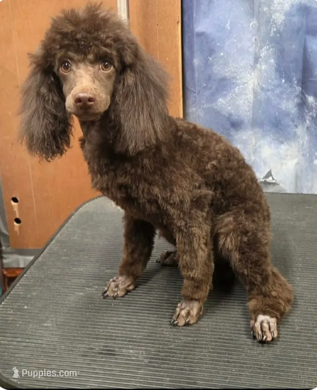 Full AKC Rare Dark Chocolate – Poodle - Miniature  puppy for sale in Janesville, WI