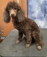 Full AKC Rare Dark Chocolate, a female Poodle - Miniature  for sale in Janesville, WI – 1 of 6