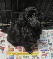 AKC Black Romeo , a male Poodle - Miniature  for sale in Janesville, WI – Photo 3 of 3