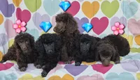 AKC Black Romeo , a male Poodle - Miniature  for sale in Janesville, WI – Photo 2 of 3