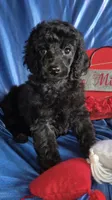AKC Black Romeo , a male Poodle - Miniature  for sale in Janesville, WI – Photo 1 of 3