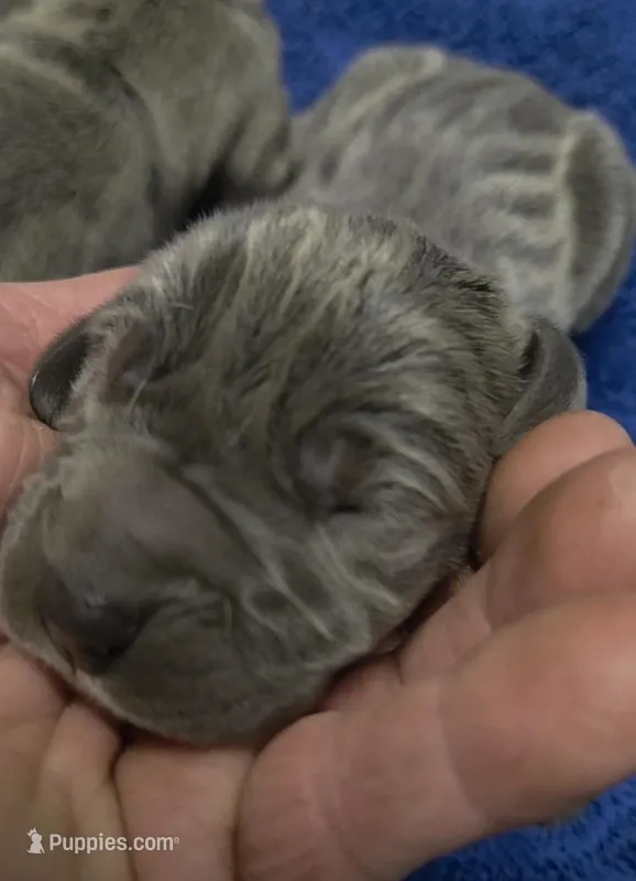 Euro Blue Girl – Great Dane puppy for sale in Glendive, MT