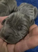 Euro Blue Girl, a female Great Dane for sale in Glendive, MT – Photo 1 of 2