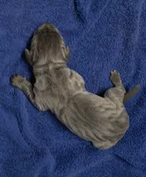 Euro Blue Girl, a female Great Dane for sale in Glendive, MT – Photo 2 of 2