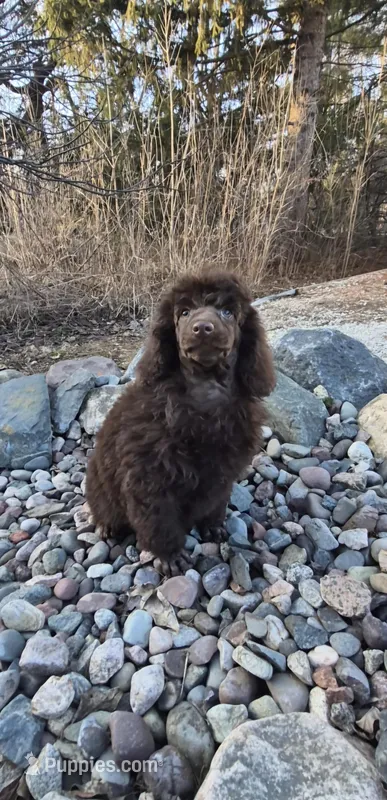 AKC True Dark Chocolate Remington, a male Poodle - Miniature  for sale in Janesville, WI – Photo 1 of 2