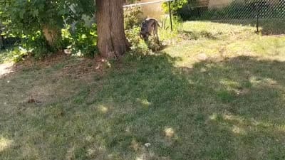 Gorgeous Blue Brindle ~ Ash, a male Great Dane for sale in Janesville, WI – 5 of 5