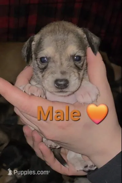 Sorrel – Chihuahua, Miniature Pinscher puppy for sale in Glendive, MT