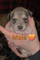 Sorrel, a male Chihuahua and Miniature Pinscher for sale in Glendive, MT – Photo 1 of 2