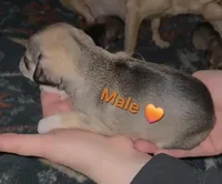 Sorrel, a male Chihuahua and Miniature Pinscher for sale in Glendive, MT – Photo 2 of 2