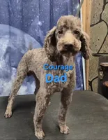 Dark Chocolate Willow, a female Poodle - Miniature  for sale in Janesville, WI – 6 of 6