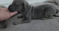 Rare Blue Tan Point, a female Great Dane for sale in Janesville, WI – 2 of 3