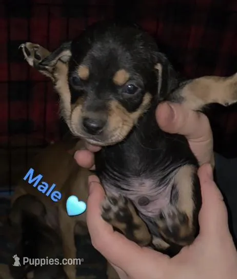Miles – Chihuahua, Miniature Pinscher puppy for sale in Glendive, MT