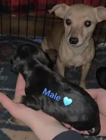 Miles, a male Chihuahua and Miniature Pinscher for sale in Glendive, MT – Photo 2 of 2