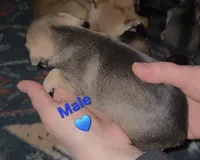 Dusty, a male Chihuahua and Miniature Pinscher for sale in Glendive, MT – Photo 2 of 2